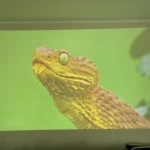 Optoma UHZ68LV Test Bildqualität