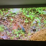 Optoma UHZ68LV Test Bildqualität